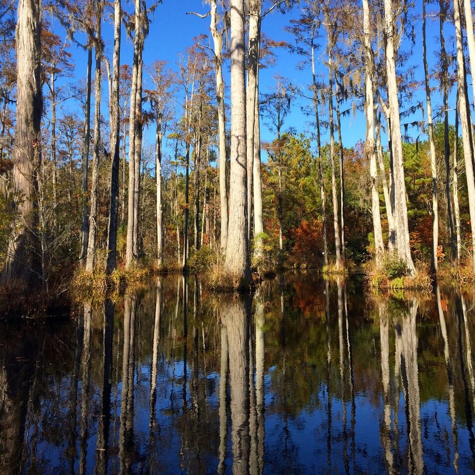 Cypress Gardens #2