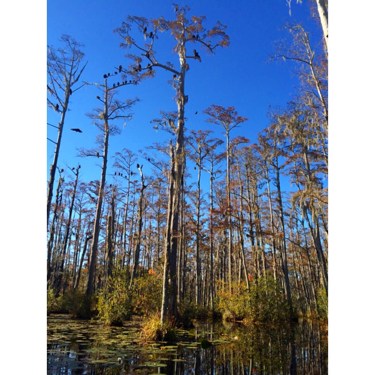 Cypress Gardens #3